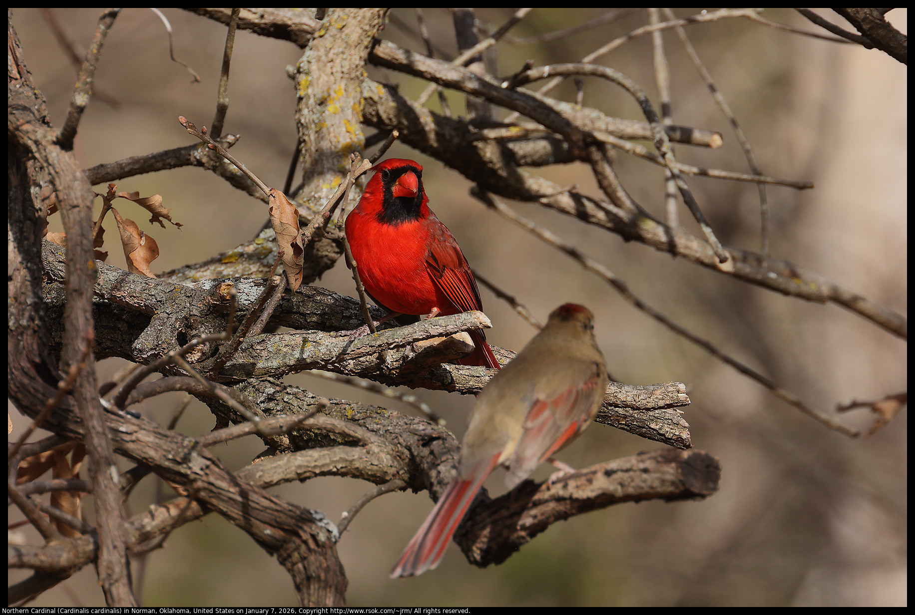 Northern Cardinal (Cardinalis cardinalis) in Norman, Oklahoma, United States on January 7, 2026