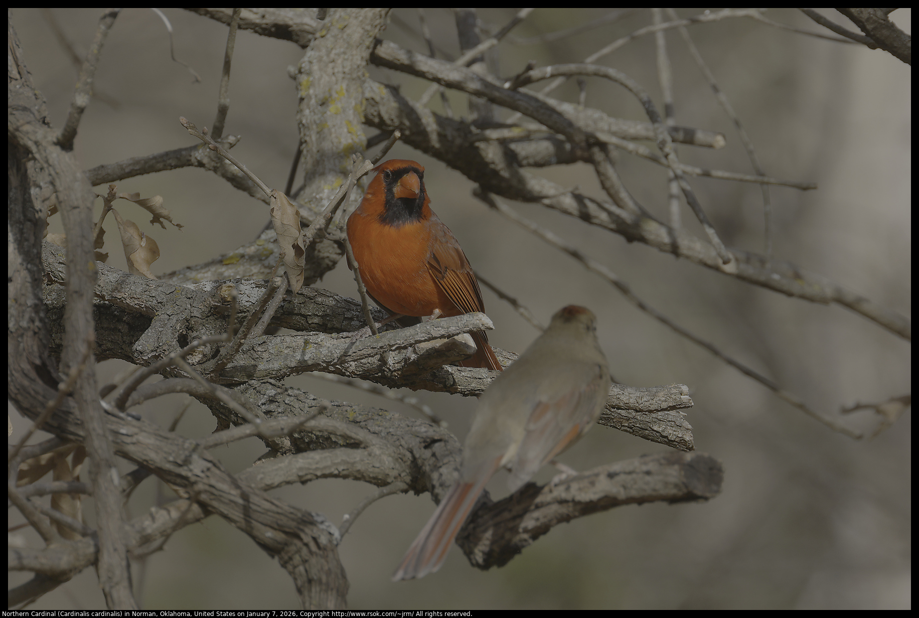 Northern Cardinal (Cardinalis cardinalis) in Norman, Oklahoma, United States on January 7, 2026
