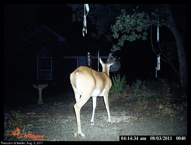 The Mystery Of The Broken Bird Feeder Episode 4