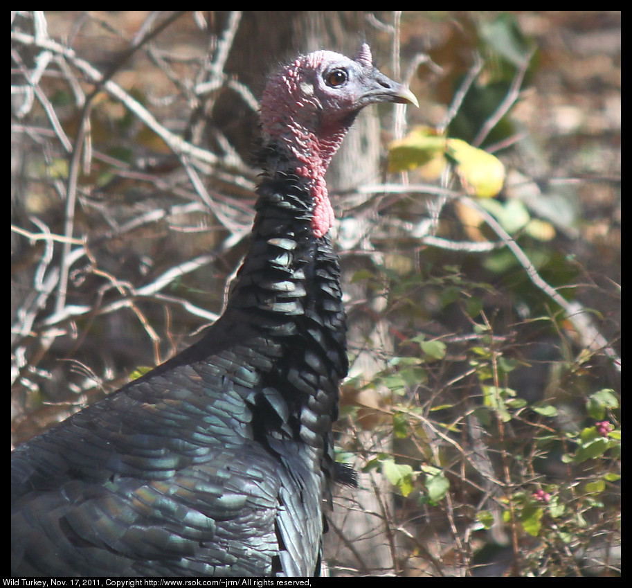 Wild Turkey in Norman, Oklahoma, USA.