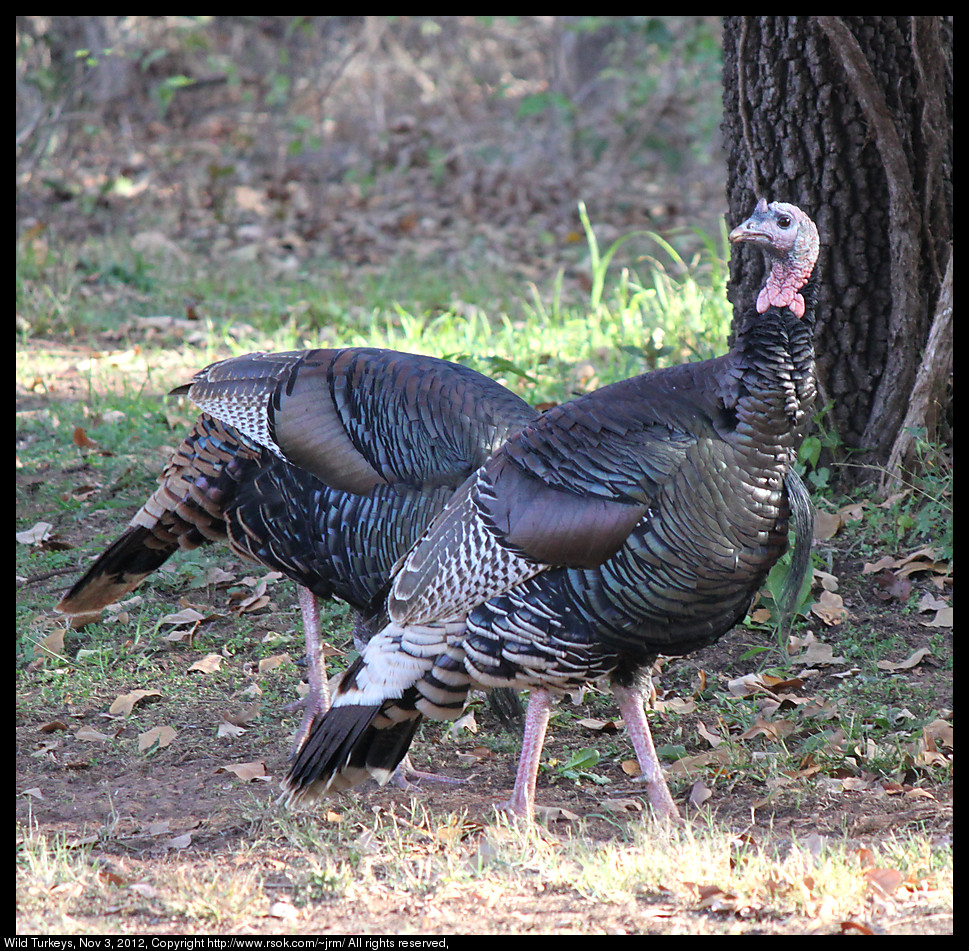 Wild Turkey in Norman, Oklahoma, USA.
