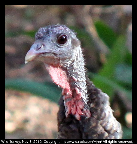 Wild Turkey in Norman, Oklahoma, USA.