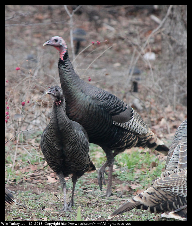 Wild Turkey in Norman, Oklahoma, USA.