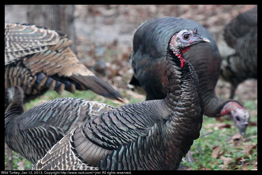 Wild Turkey in Norman, Oklahoma, USA.