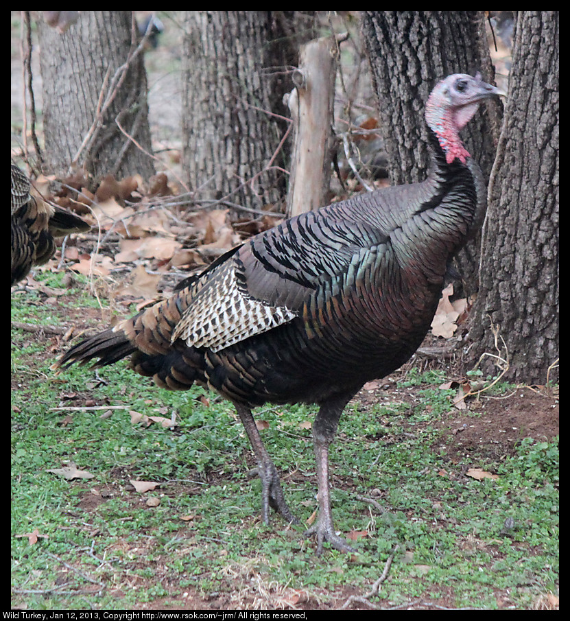 Wild Turkey in Norman, Oklahoma, USA.