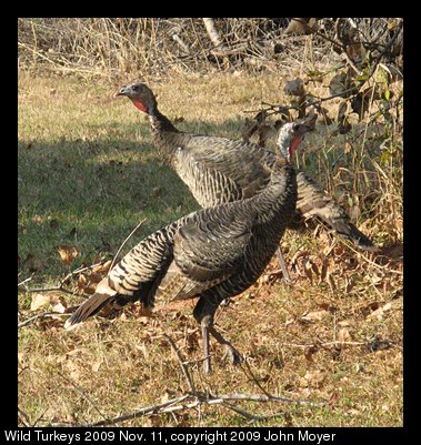 Wild Turkeys in Norman, Oklahoma, USA.