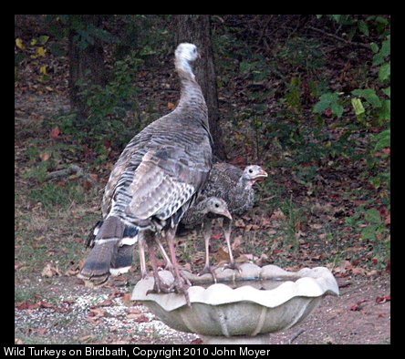 Wild Turkeys sitting on bird bath in Norman, Oklahoma, USA.