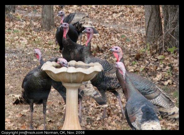 Wild Turkeys in Norman, Oklahoma, USA.
