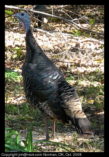 Wild Turkey in Norman, Oklahoma, USA. This turkey hen was standing guard while her three nearly grown chicks ate.