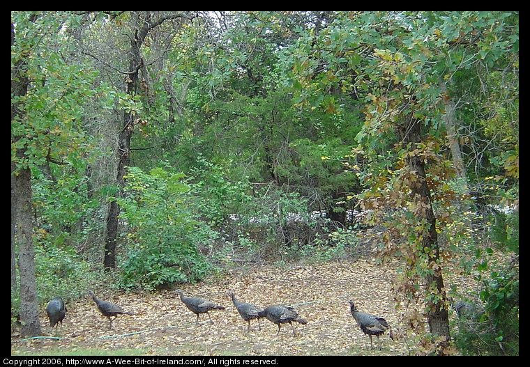 Wild Turkeys in Norman, Oklahoma, USA. The wild turkeys are walking from right to left through fallen leaves beneath trees that are starting to loose there leaves for winter.
