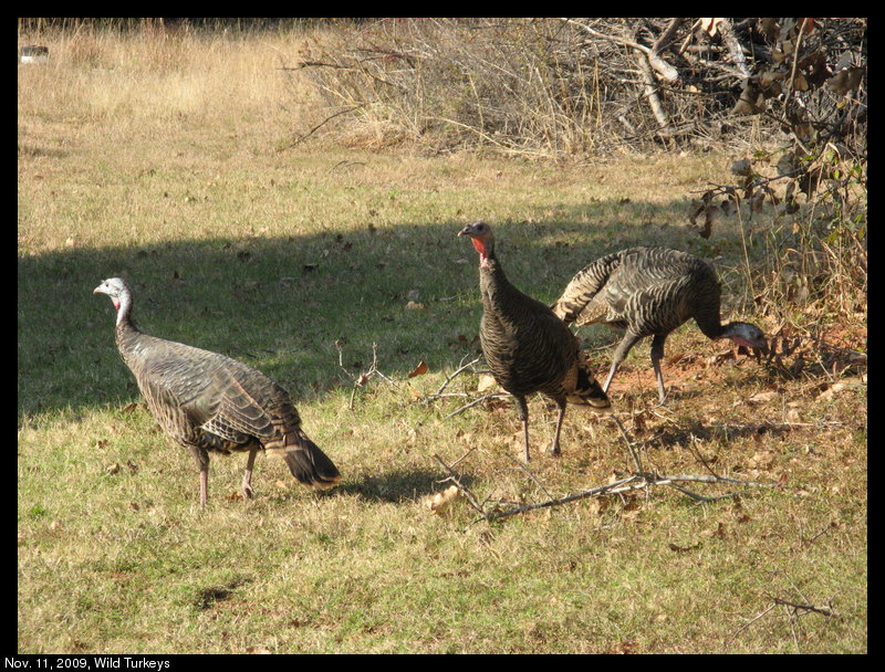 Wild Turkeys in Norman, Oklahoma, USA.