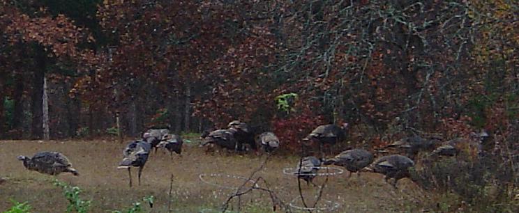 Wild Turkeys in Norman, Oklahoma, USA
