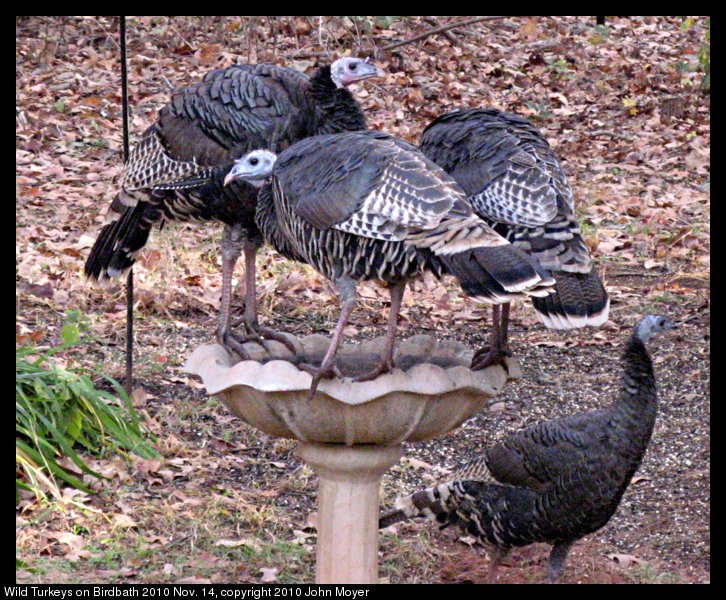 Wild Turkeys sitting on bird bath in Norman, Oklahoma, USA.