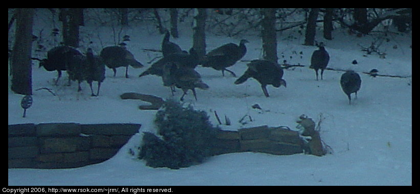 Wild Turkeys in Norman, Oklahoma, USA. The wild turkeys are eating corn in the snow.